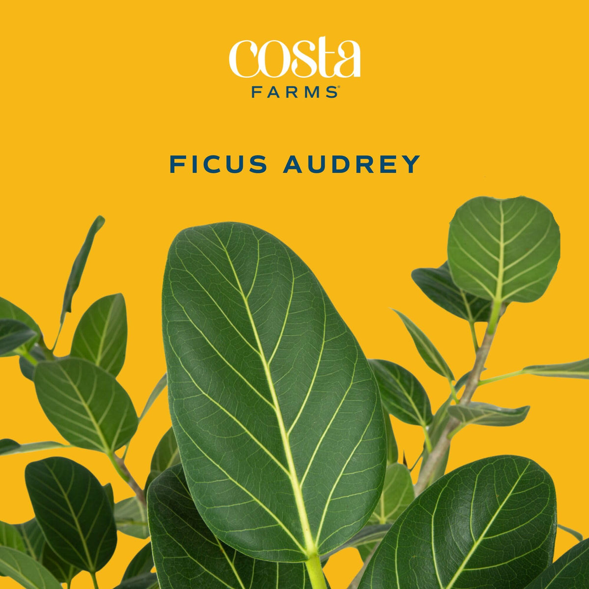 Audrey Ficus gray-green leaves with velvety undersides