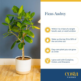 Audrey Ficus height display suits spacious rooms