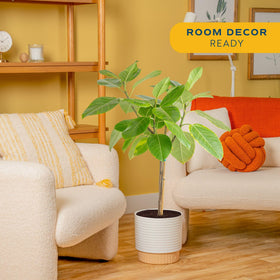 Audrey Ficus large indoor tree adds tropical texture to modern spaces