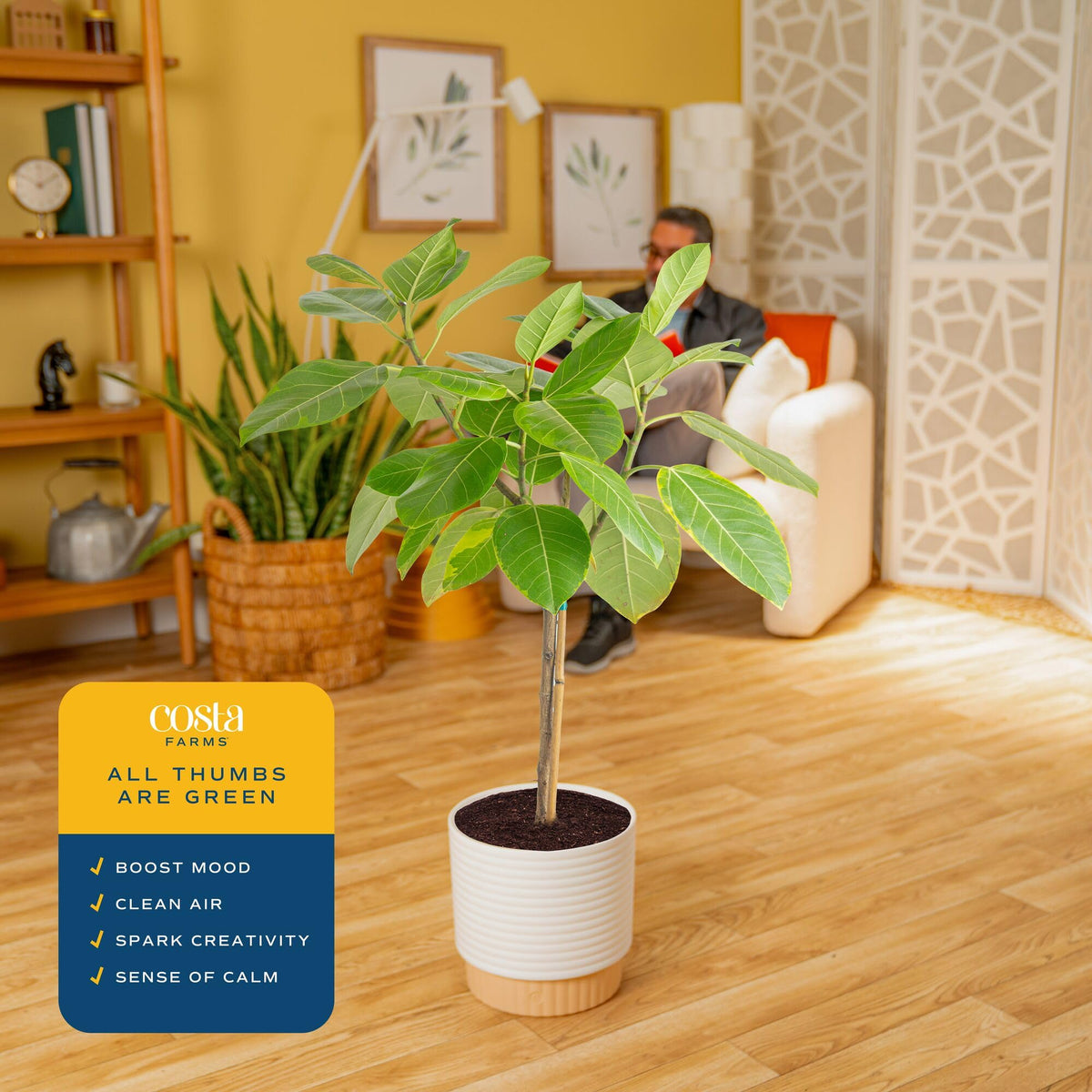 Audrey Ficus ideal for office corners or entryways