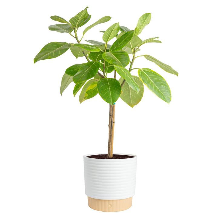 Costa Farms Audrey Ficus in decorative pot enhances living room elegance