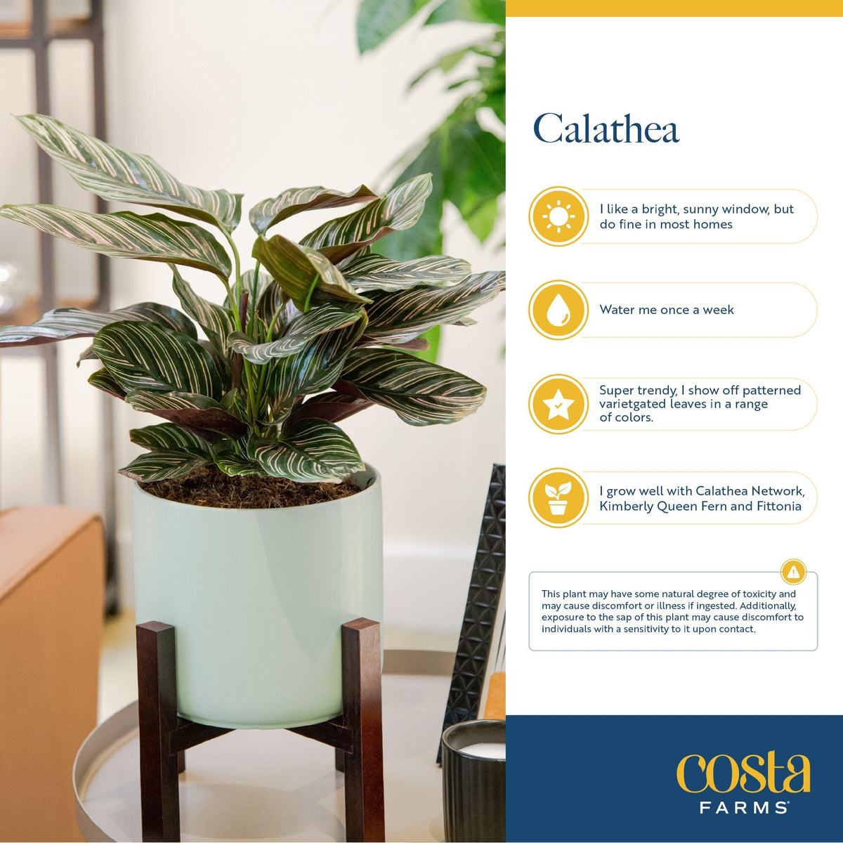 Costa Farms Calathea Pink Star compact height fits small spaces.