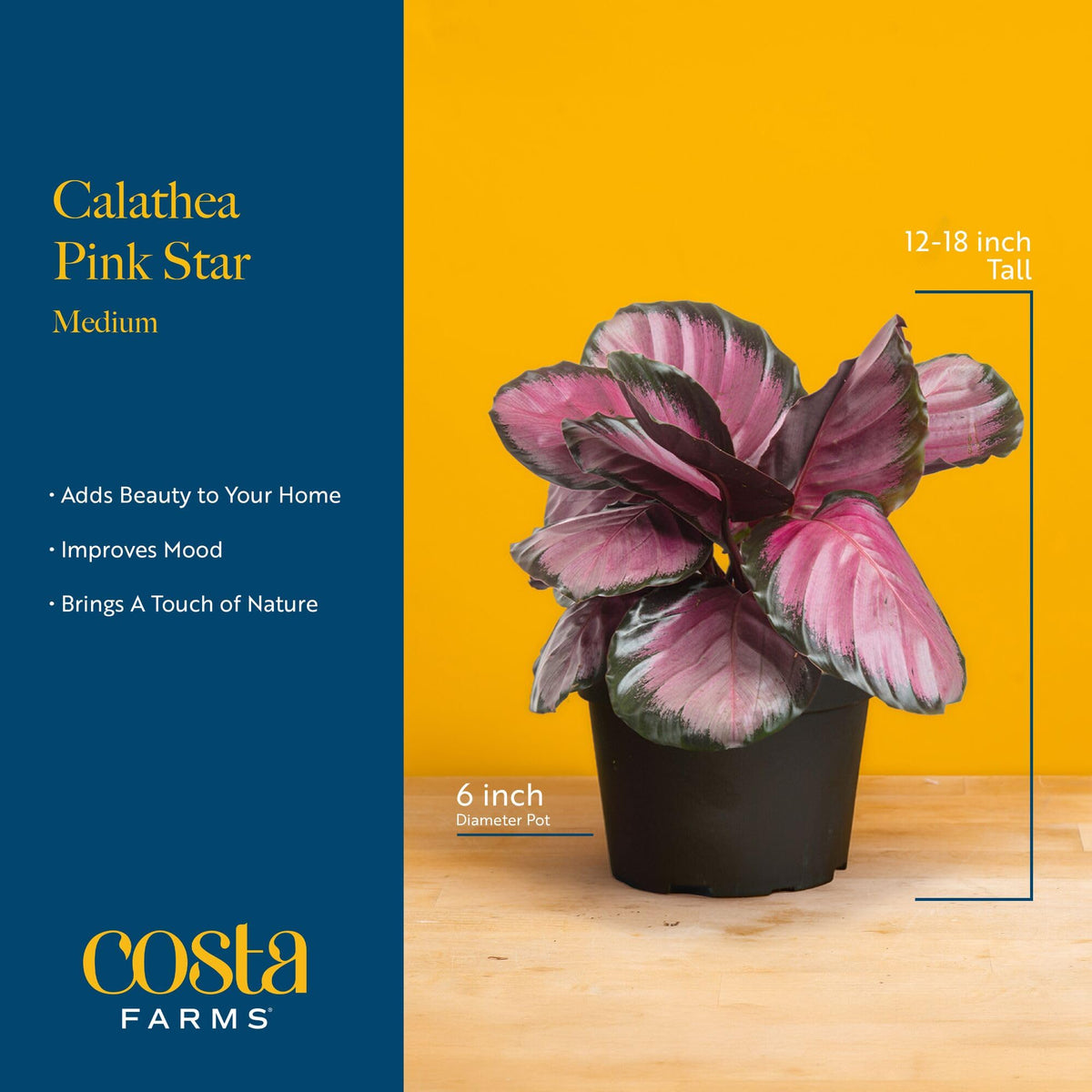 Costa Farms Calathea Pink Star decorative pot adds instant style to shelves.