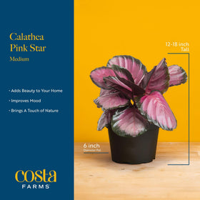 Costa Farms Calathea Pink Star decorative pot adds instant style to shelves.