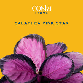 Costa Farms Calathea Pink Star vibrant foliage enhances living room decor.
