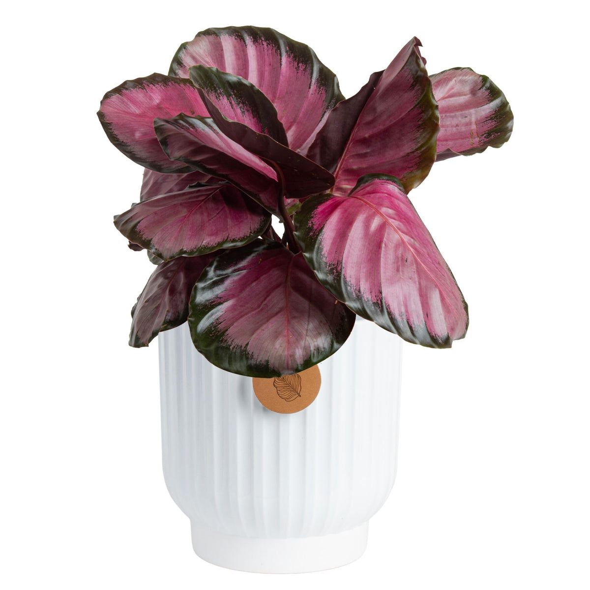 Costa Farms Calathea Pink Star with leaf-pattern foliage brightens a coffee table.