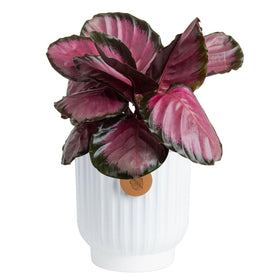 Costa Farms Calathea Pink Star with leaf-pattern foliage brightens a coffee table.