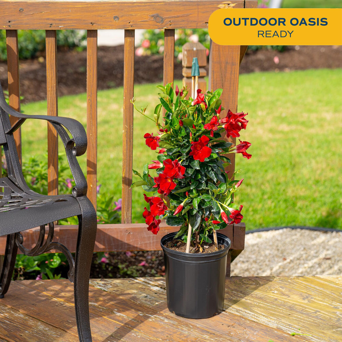 Grower's Choice Mandevilla blooms arrive ready to brighten decks with vigor.