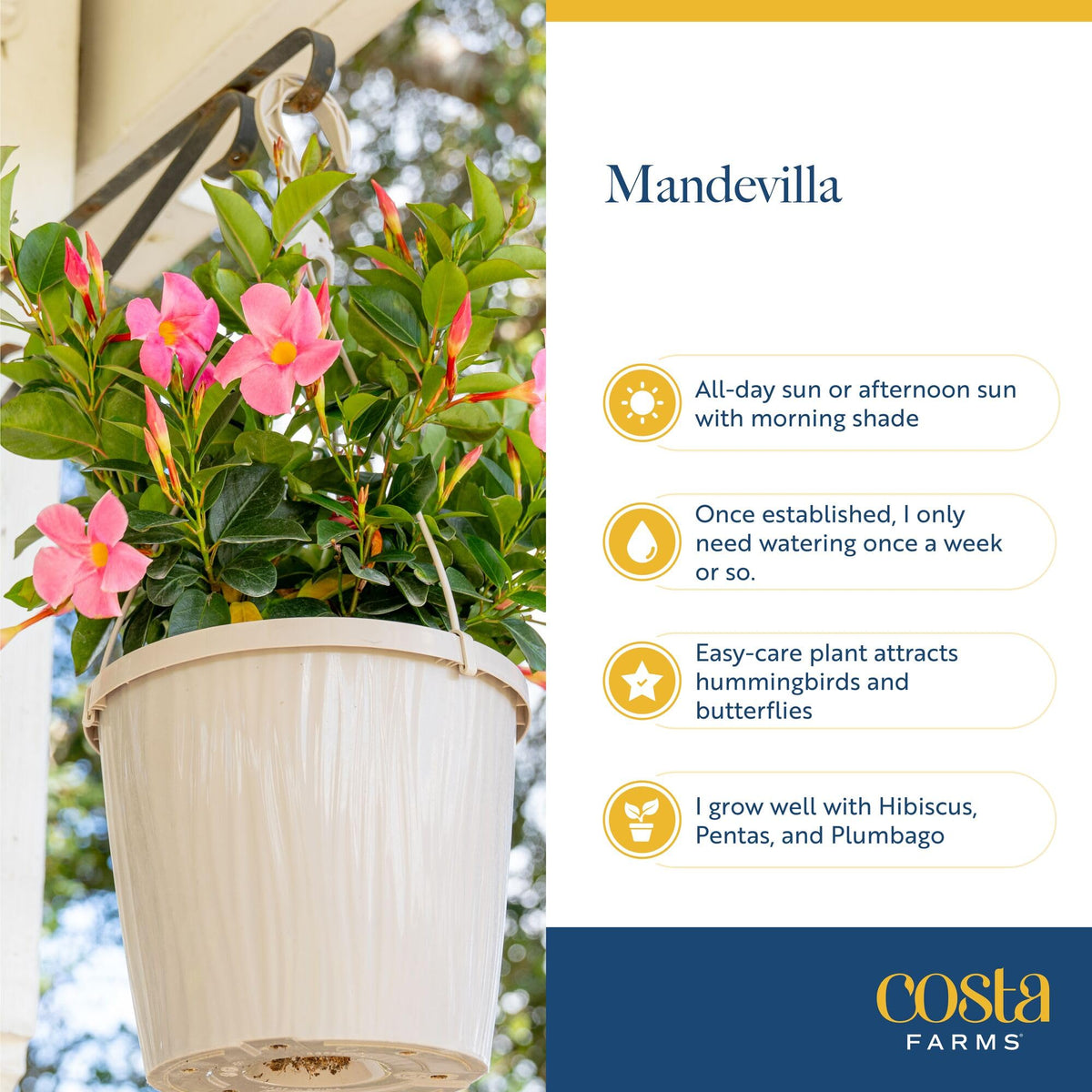 Pink mandevilla bloom close-up evokes tropical veranda charm.