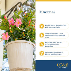 Pink mandevilla bloom close-up evokes tropical veranda charm.