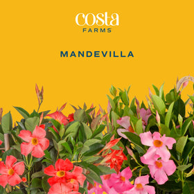 Red mandevilla bloom close-up showcases vibrant tropical flair from Costa Farms.