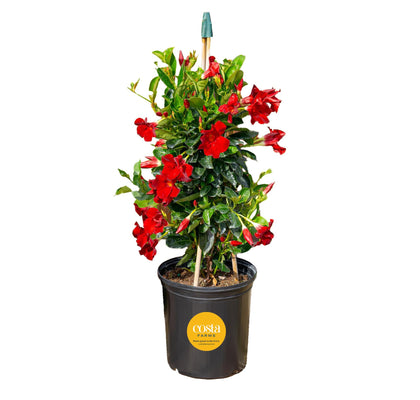 Costa Farms Mandevilla on a 30-inch teepee trellis adds vertical tropical color to patios.