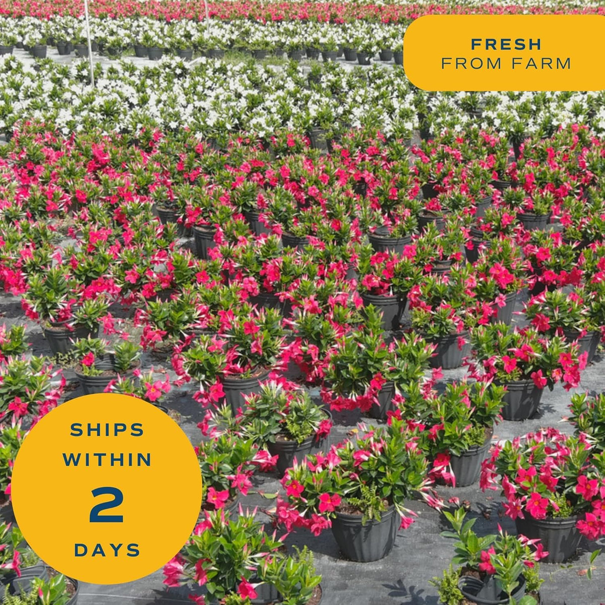 Mandevilla vine thrives in full sun for bold outdoor color.
