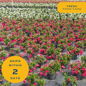 Mandevilla vine thrives in full sun for bold outdoor color.