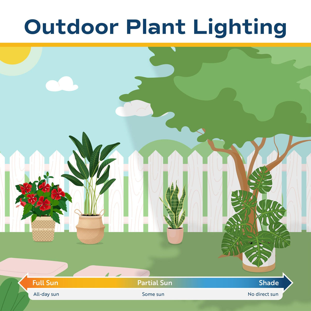 Winter care: bring Costa Farms Mandevilla indoors to enjoy greenery year-round.
