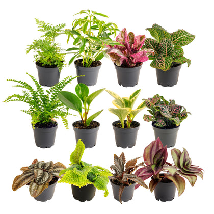 Costa Farms mini live indoor houseplants for a vibrant desk setup and quick decor