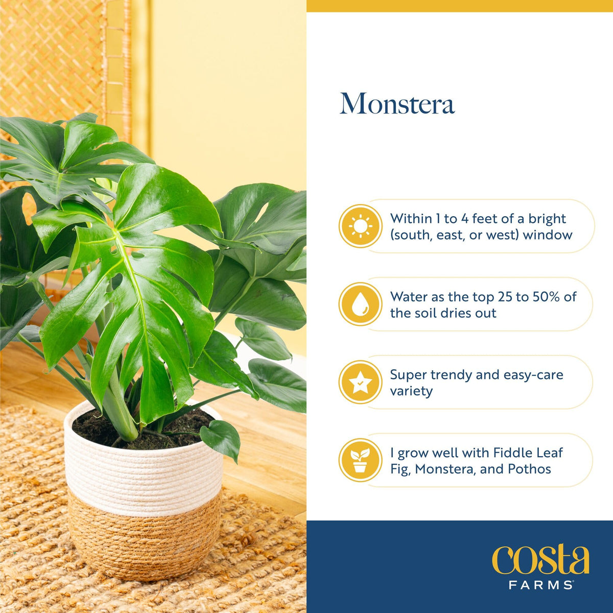 Costa Farms Monstera air-purifying plant helps refresh indoor air quality.