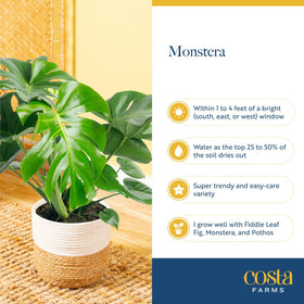 Costa Farms Monstera air-purifying plant helps refresh indoor air quality.