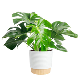 Costa Farms Monstera Deliciosa leaf close-up shows glossy fenestrations for tropical decor.