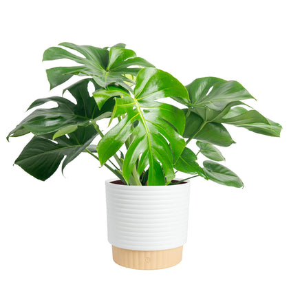 Costa Farms Monstera Deliciosa leaf close-up shows glossy fenestrations for tropical decor.