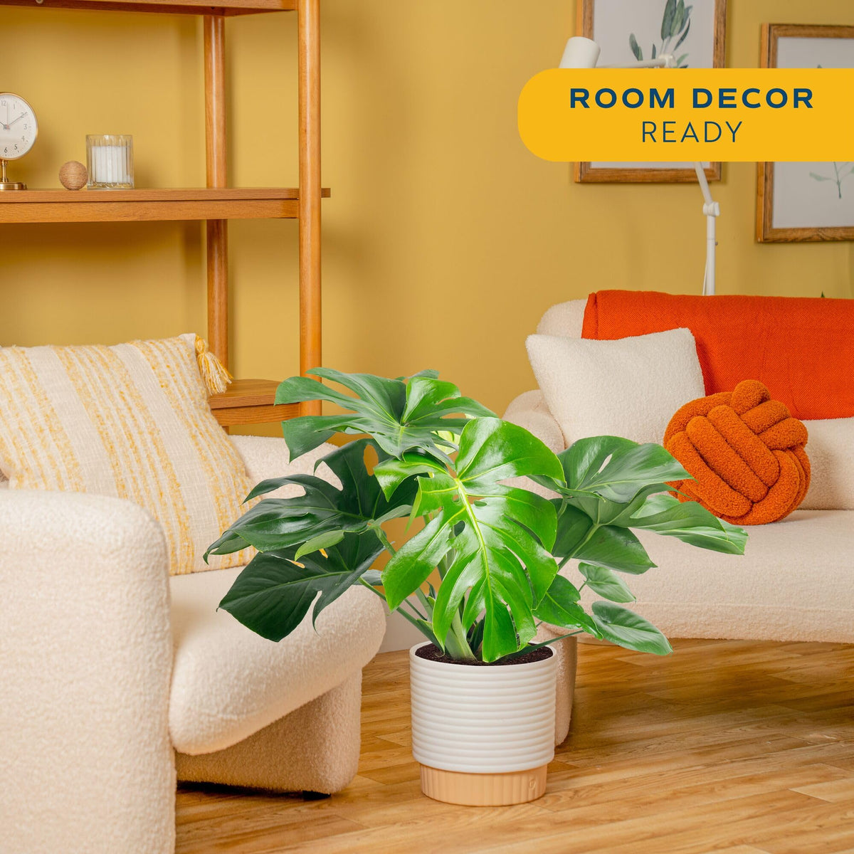 Costa Farms Monstera fenestrations close-up highlights iconic leaf cuts for statement foliage.