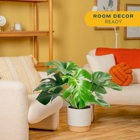 Costa Farms Monstera fenestrations close-up highlights iconic leaf cuts for statement foliage.
