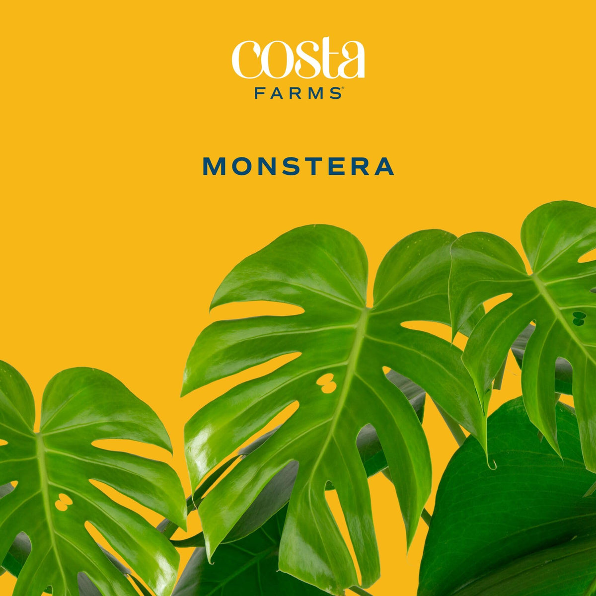 Costa Farms Monstera in decorative pot ready to elevate room decor.