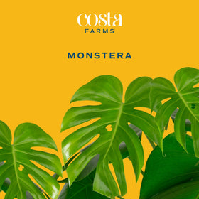 Costa Farms Monstera in decorative pot ready to elevate room decor.