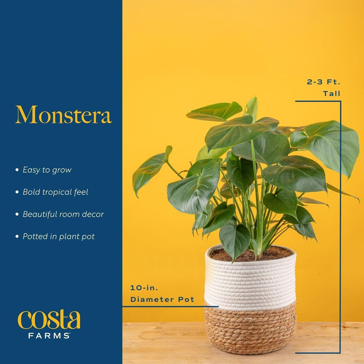 Costa Farms Monstera indoor room setup demonstrates natural focal point.