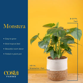 Costa Farms Monstera indoor room setup demonstrates natural focal point.
