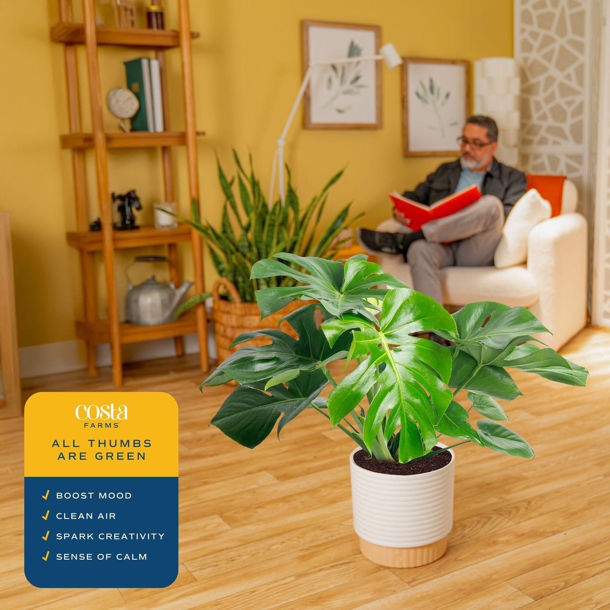 Costa Farms Monstera large glossy leaves brighten living spaces with lush drama.