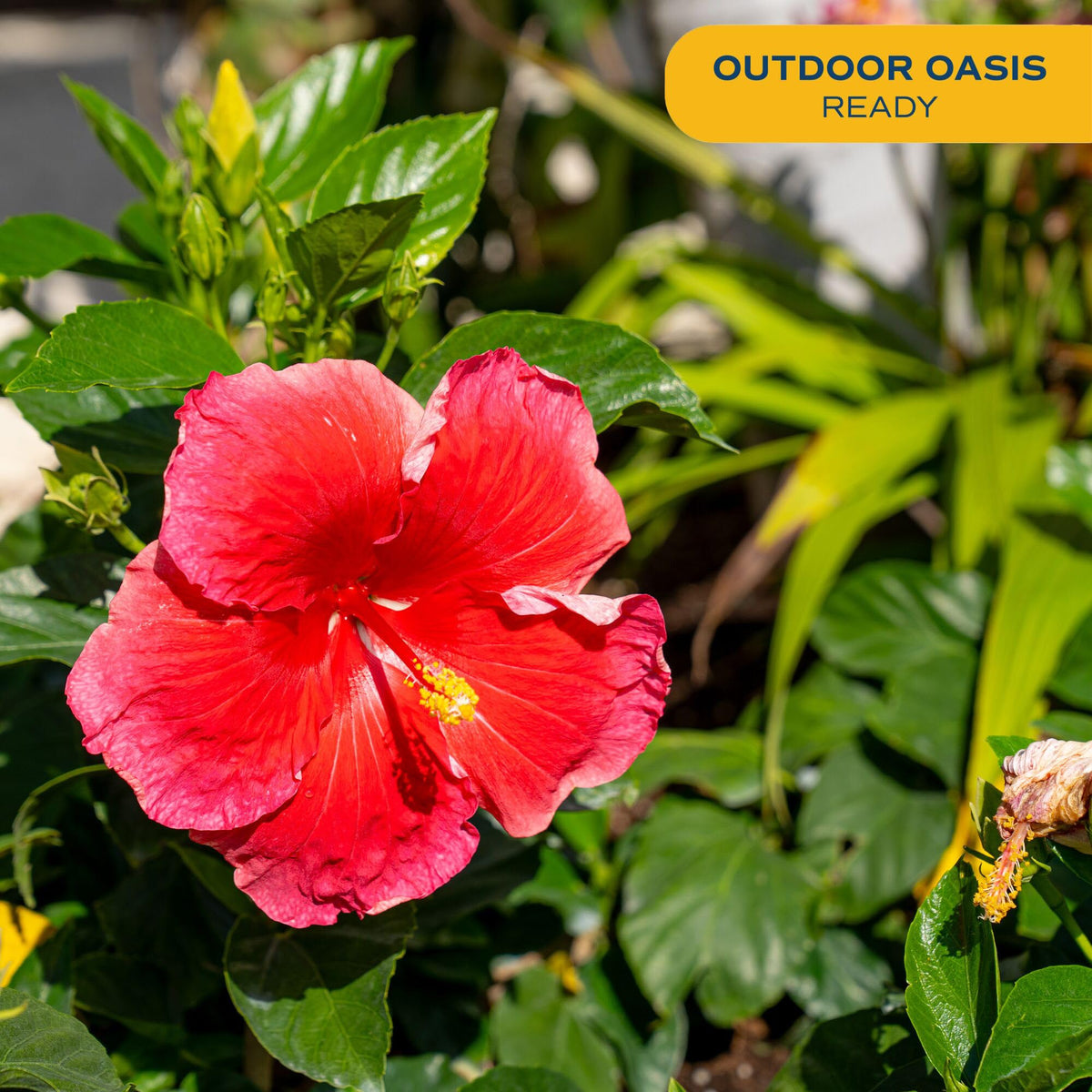 Costa Farms Pink Hibiscus plant in bed border, adding tropical curb appeal