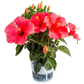 Costa Farms Pink Hibiscus bloom close-up highlighting vibrant petals for sunny gardens