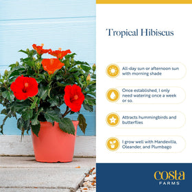 Costa Farms Pink Hibiscus close-up leaves and stems with lush texture
