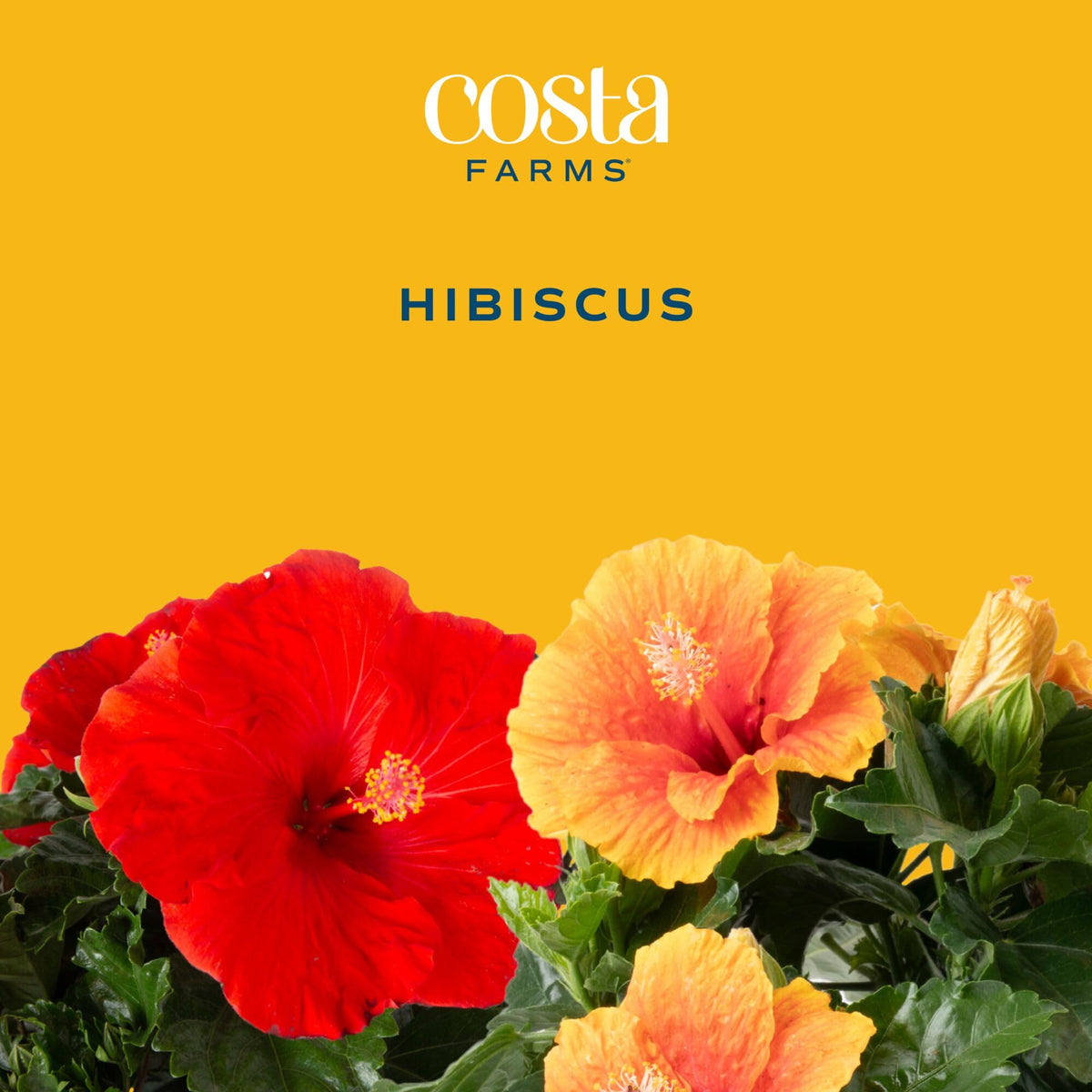 Costa Farms Pink Hibiscus plant full view on deck, ideal for bright outdoor decor