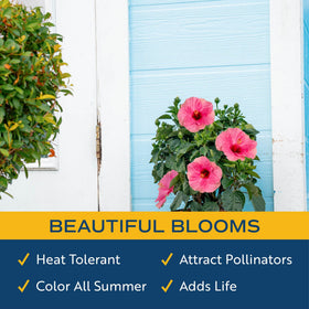 Costa Farms Pink Hibiscus plant sunlit petals showcasing bold color