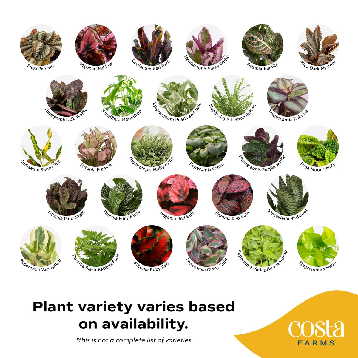 Costa Farms starter pots in 2.5-inch size ready for terrarium projects