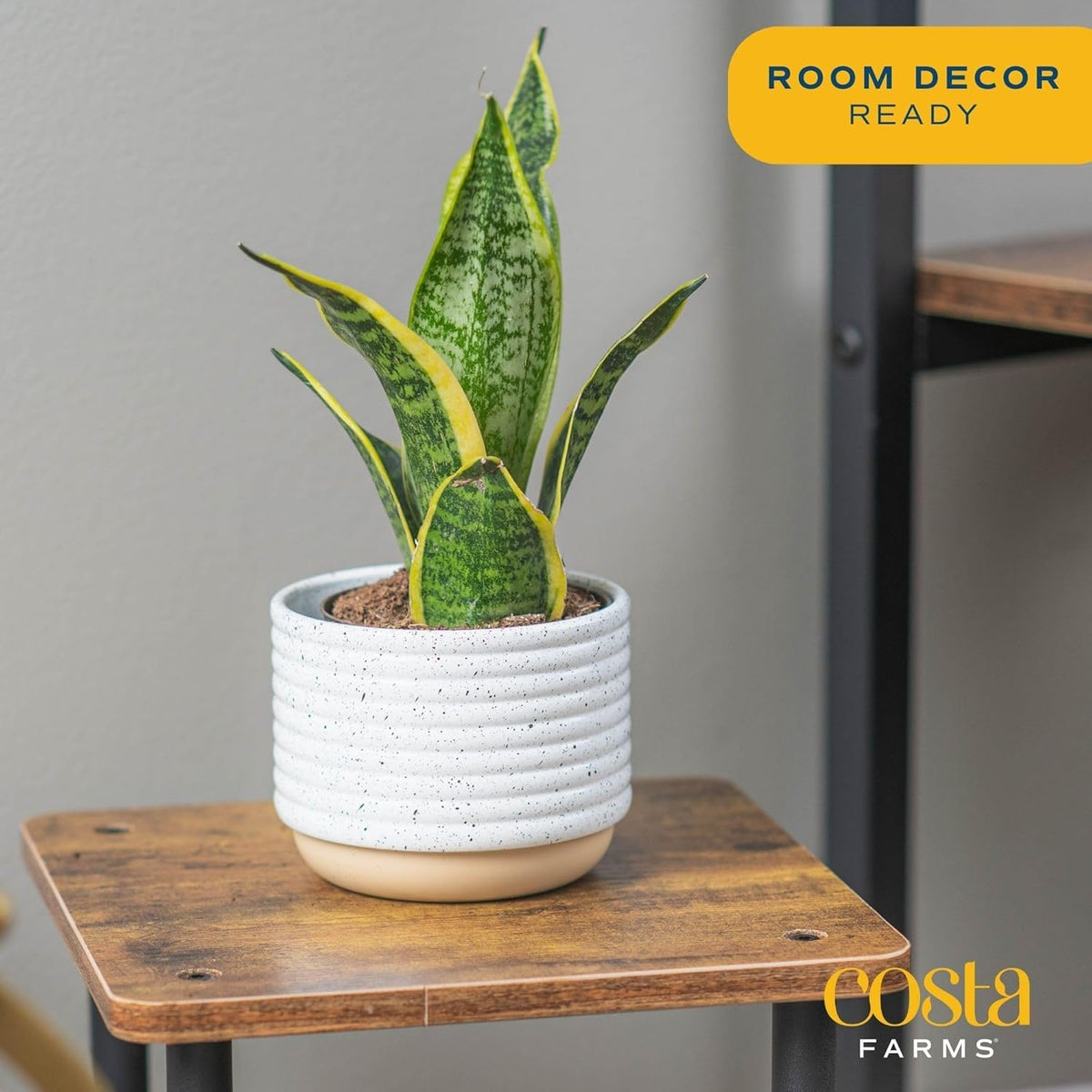 Costa Farms Snake Plants architectural leaves, ideal for modern desks and tabletops