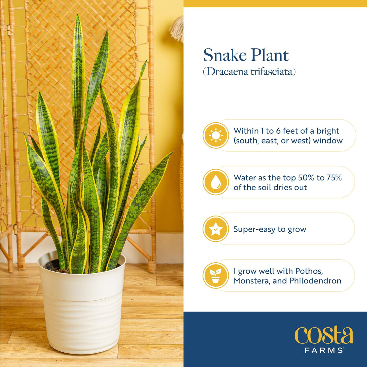 Costa Farms Snake Plants bedroom ambiance, drought-tolerant greenery for restful spaces