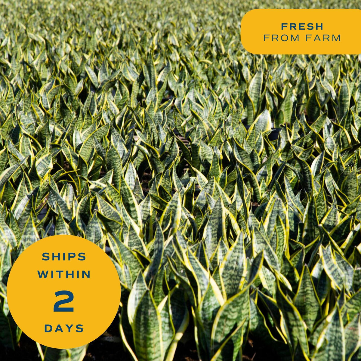 Costa Farms Snake Plants drought-tolerant, ideal for busy homes and offices