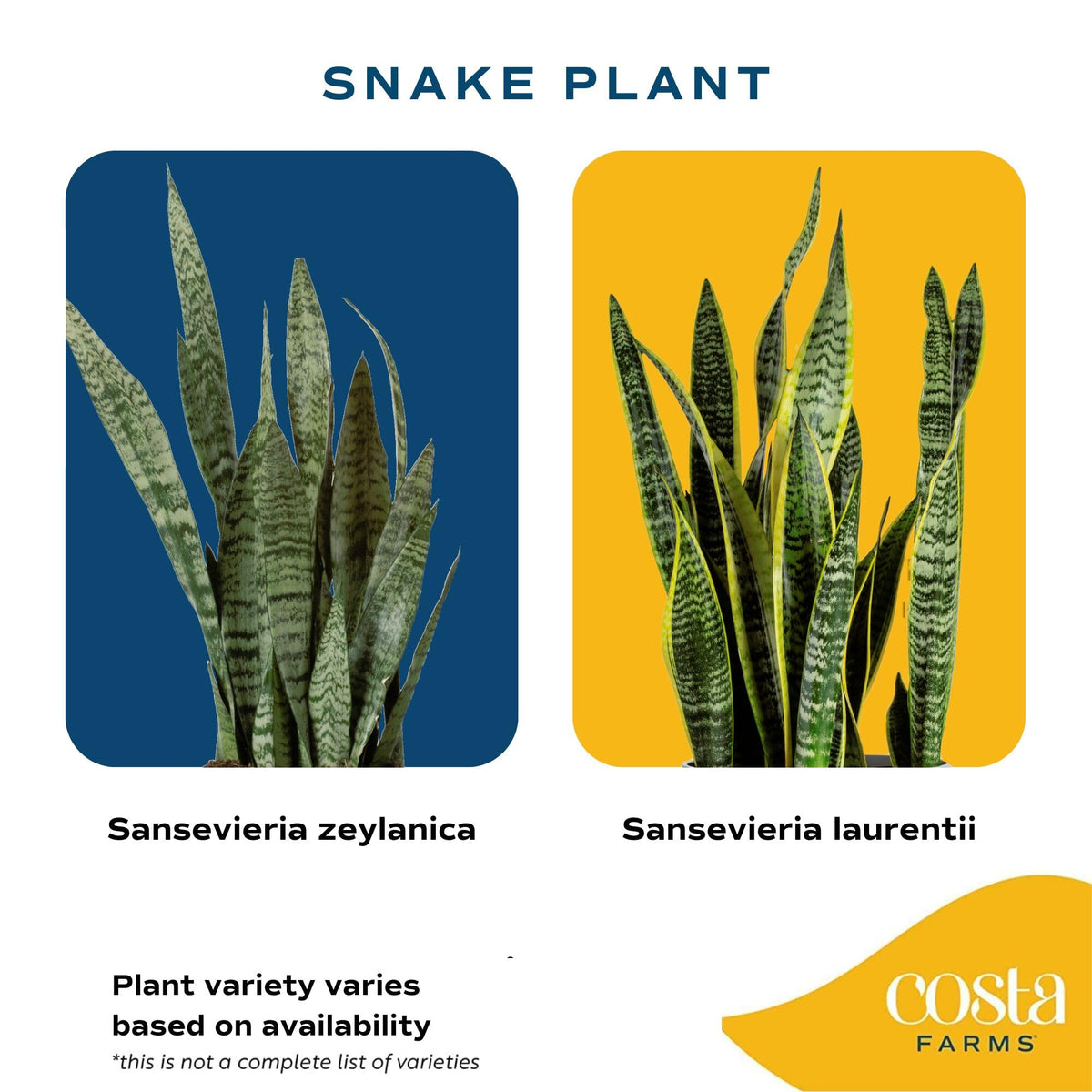 Costa Farms Snake Plants in plastic pot, beginner-friendly indoor plant for easy care