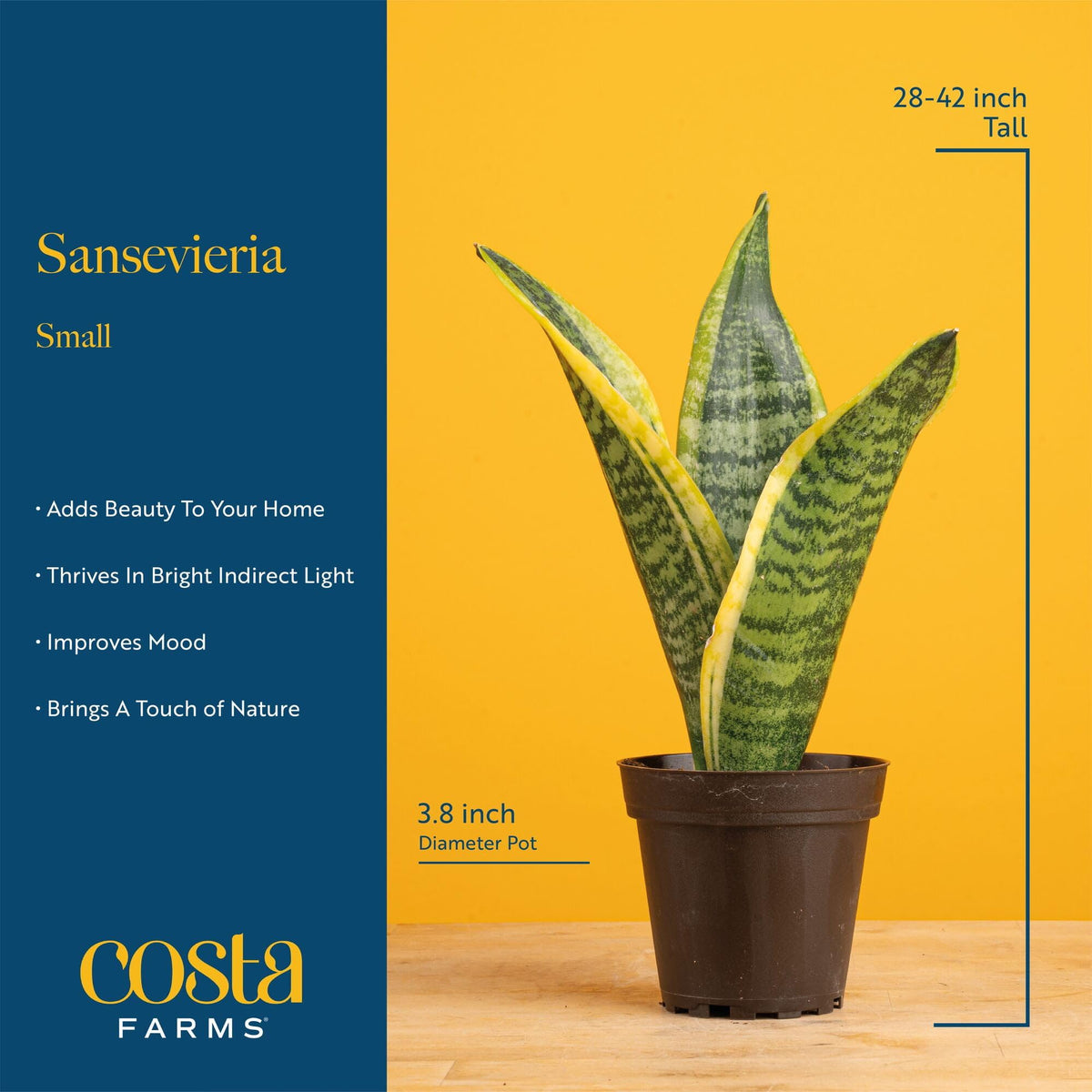 Costa Farms Snake Plants low-maintenance, resilient choice that thrives with light neglect