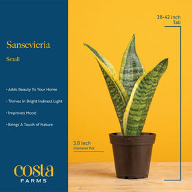 Costa Farms Snake Plants low-maintenance, resilient choice that thrives with light neglect