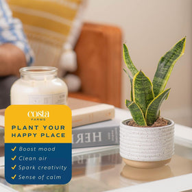 Costa Farms Snake Plants office décor, calm focal point for workspaces