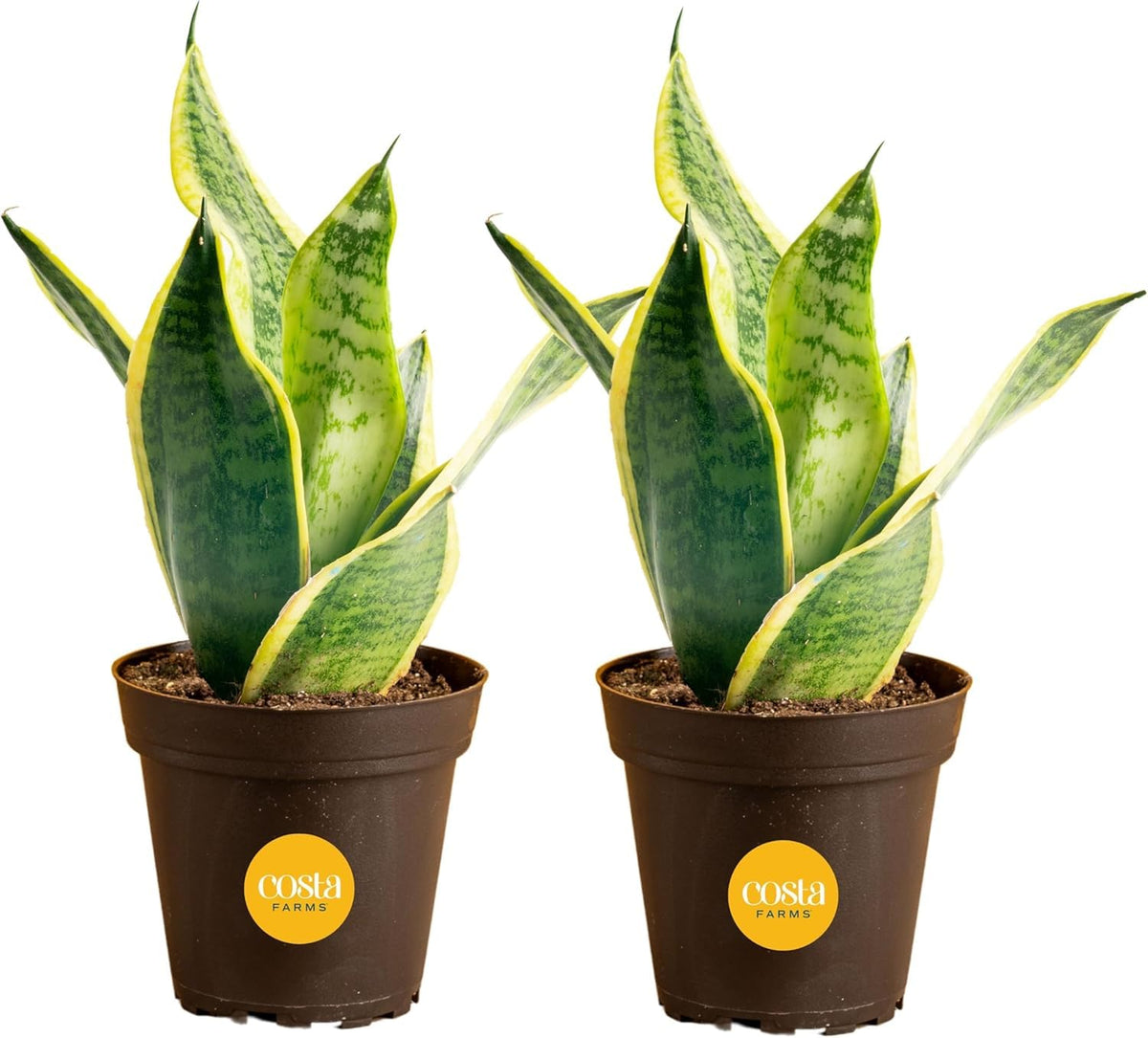 Costa Farms Snake Plants pack-2 arrival, healthy greenery for your home décor