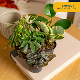 Costa Farms mini plants arranged for a fairy garden display