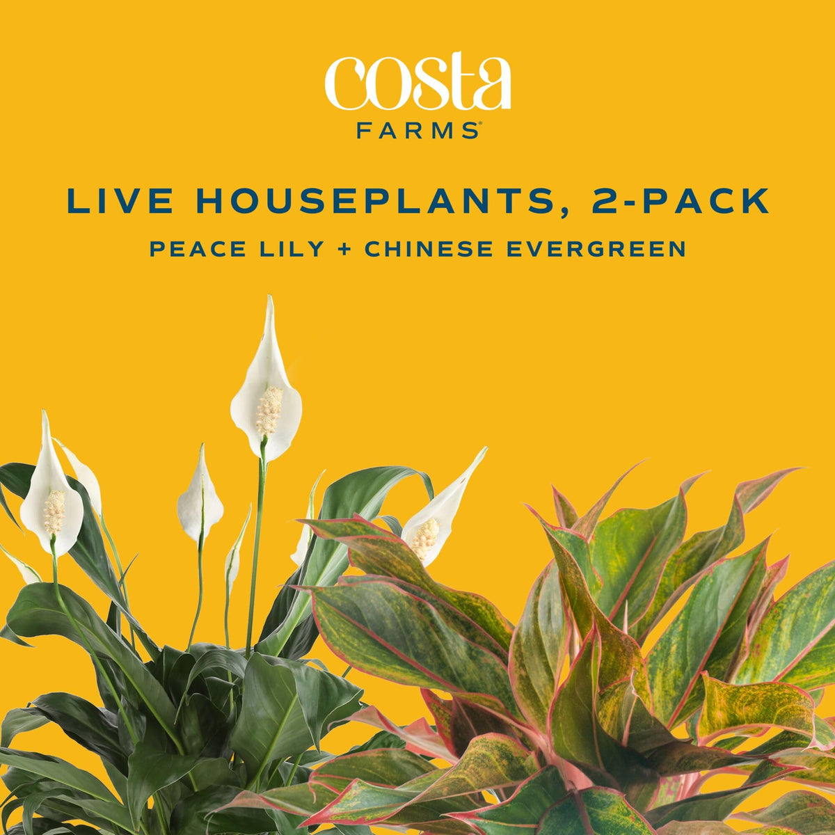 Costa Farms 2-pack live plants display for versatile room styling