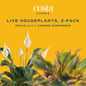 Costa Farms 2-pack live plants display for versatile room styling