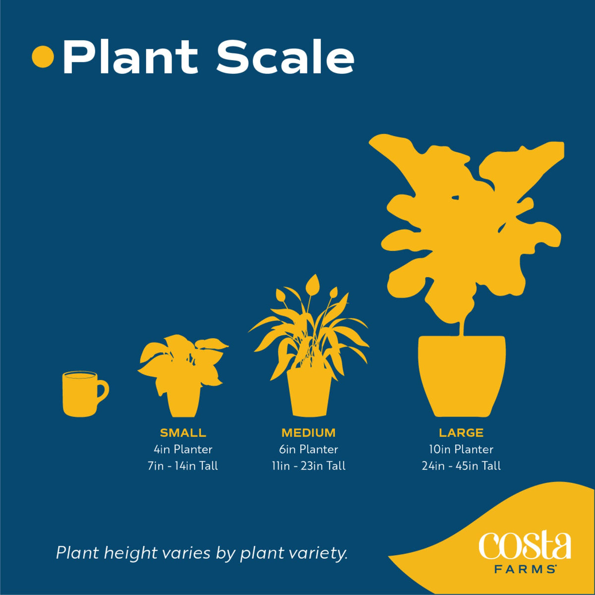 Costa Farms Aglaonema thrives in indirect light with easy watering needs.