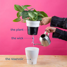 Costa Farms Aglaonema care tips for beginners and easy maintenance at home.
